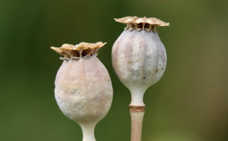 Temporal Pods
